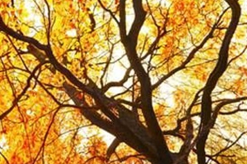 راهنمای کامل مراقبت از چشم ها در فصل پاییز