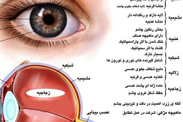 ساختمان چشم انسان (آناتومی چشم)
