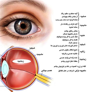 ساختمان چشم انسان (آناتومی چشم)